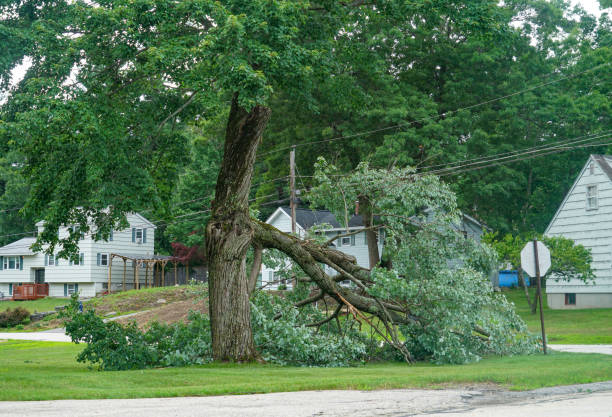 The Steps Involved in Our Tree Care Process in Bath, PA